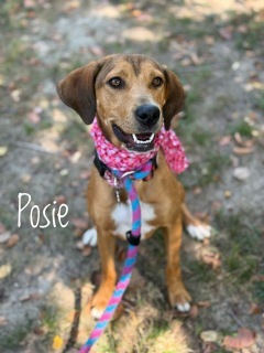 Posie 125360