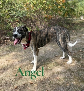 Angel 33458