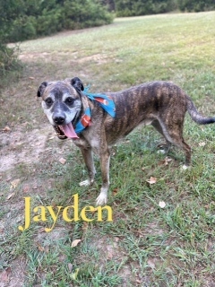 Jayden 33462