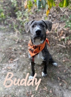 Buddy 33457