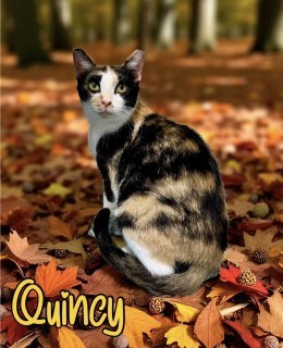Quincy 125721