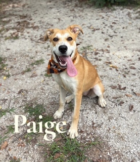 Paige 33407