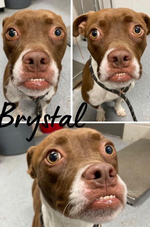 Brystal