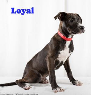 Loyal
