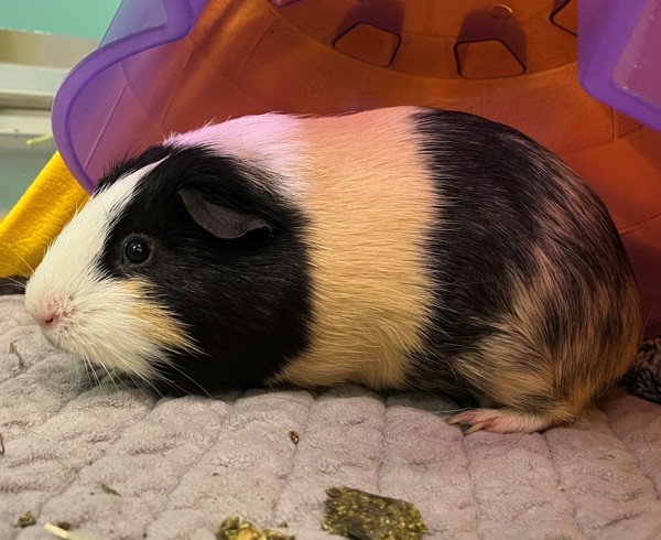 Piggy