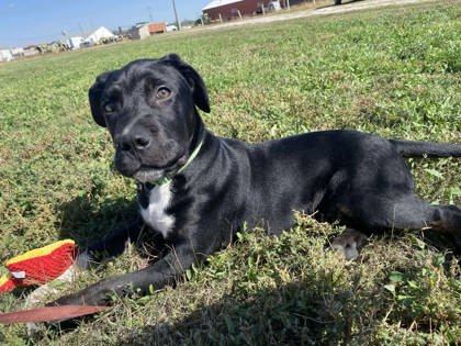 Dipper, an adoptable American Bulldog, Mixed Breed in McCook, NE, 69001 | Photo Image 1