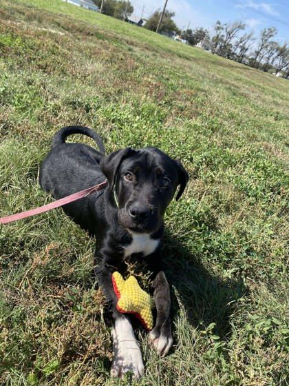 Dipper, an adoptable American Bulldog, Mixed Breed in McCook, NE, 69001 | Photo Image 2