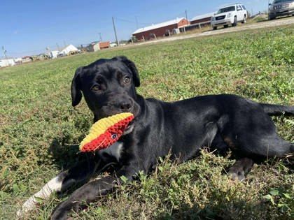 Dipper, an adoptable American Bulldog, Mixed Breed in McCook, NE, 69001 | Photo Image 3