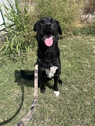 Turbo, an adoptable Labrador Retriever, Mixed Breed in McCook, NE, 69001 | Photo Image 1