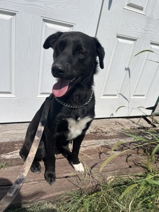 Turbo, an adoptable Labrador Retriever, Mixed Breed in McCook, NE, 69001 | Photo Image 2