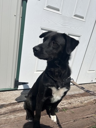 Turbo, an adoptable Labrador Retriever, Mixed Breed in McCook, NE, 69001 | Photo Image 3