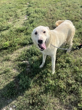 Nukka, an adoptable Siberian Husky, Labrador Retriever in McCook, NE, 69001 | Photo Image 1