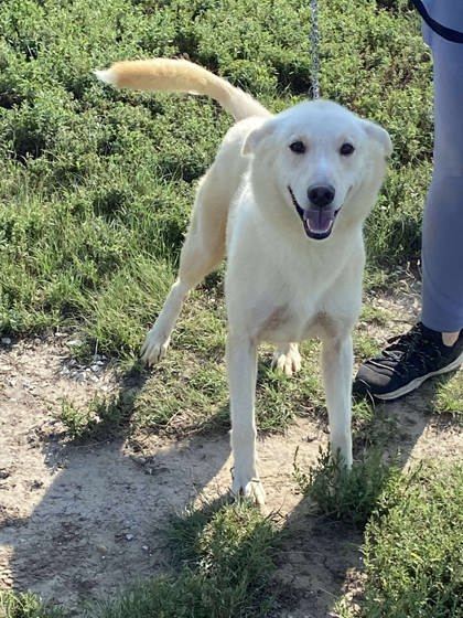 Nukka, an adoptable Siberian Husky, Labrador Retriever in McCook, NE, 69001 | Photo Image 2