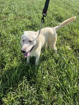 Nukka, an adoptable Siberian Husky, Labrador Retriever in McCook, NE, 69001 | Photo Image 3