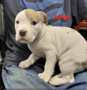 Jenga-In a foster Home