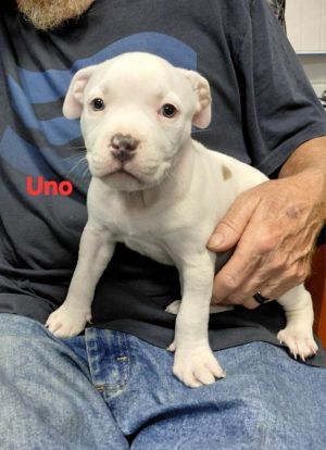 Uno-In A Foster Home