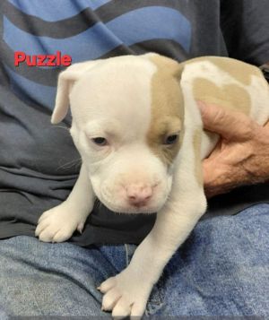 Puzzle-in a foster home