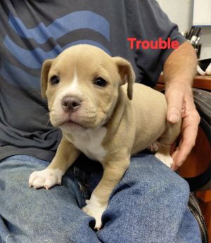 Trouble-In a foster Home