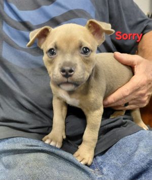 Sorry-In a foster home