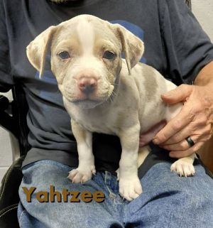 Yahtzee-In a Foster Home