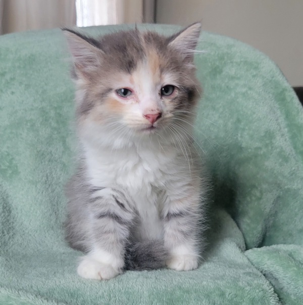 Stormi