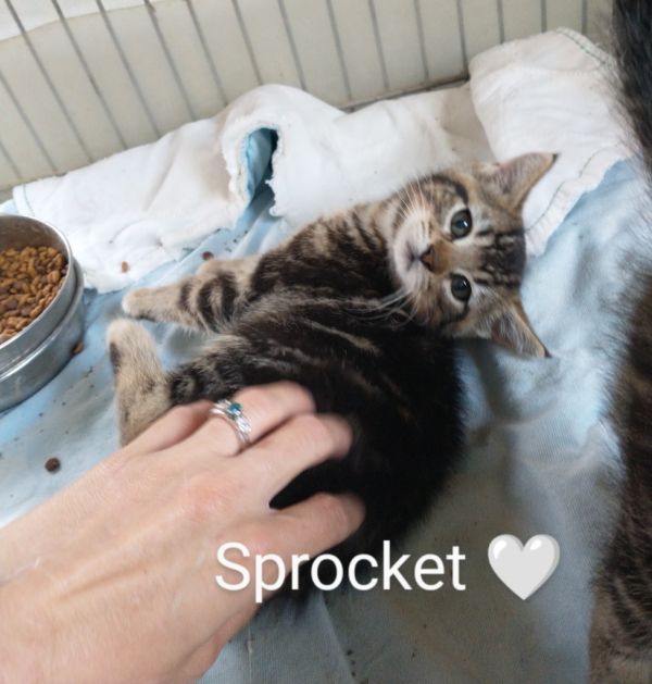 Sprocket thumbnail 2