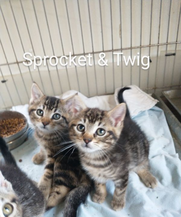 Sprocket thumbnail 3