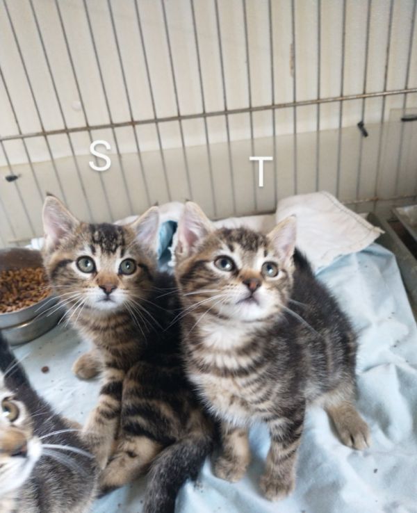 Sprocket thumbnail 4