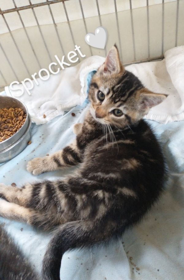 Sprocket thumbnail 5