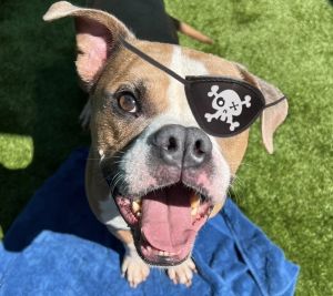 Pirate Pete