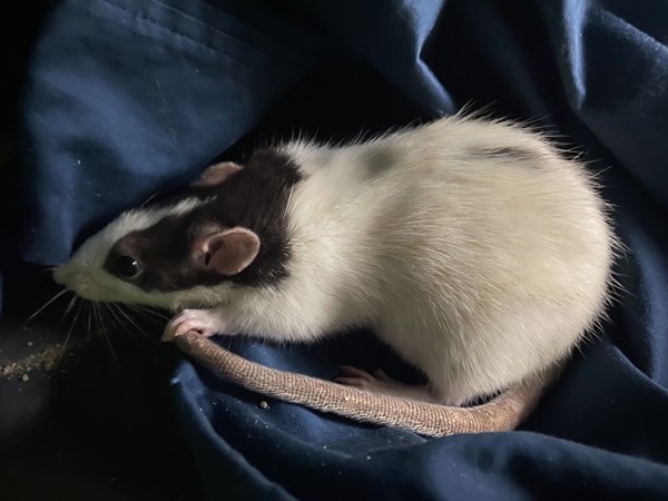 Caramel