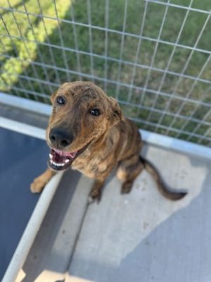 Roscoe