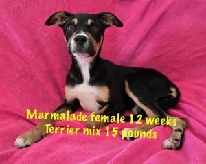 MARMALADE