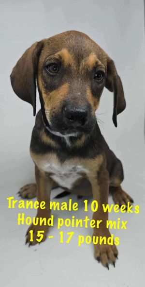 TRANCE