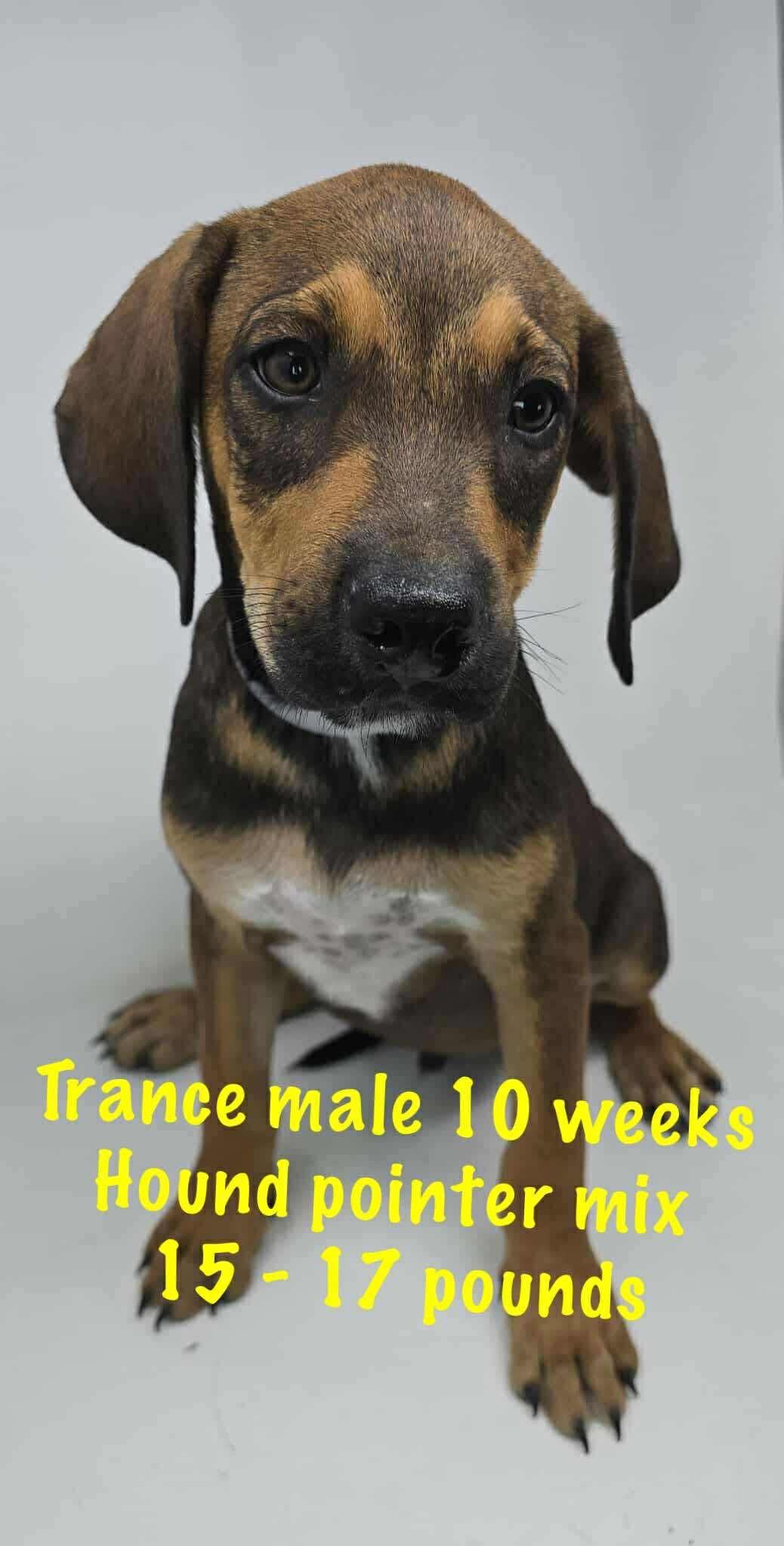 TRANCE