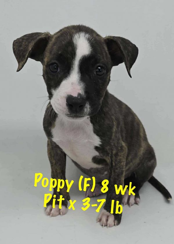 POPPY