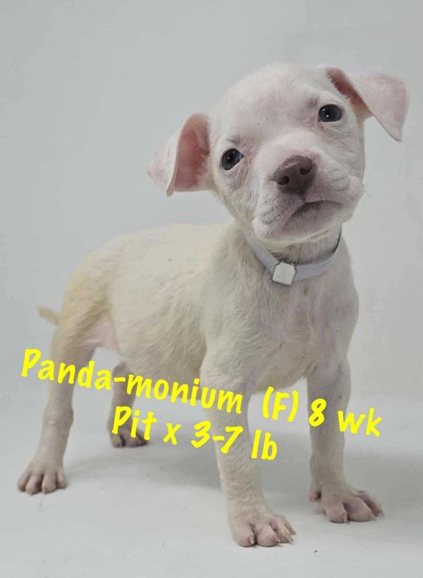 PANDAMONIUM