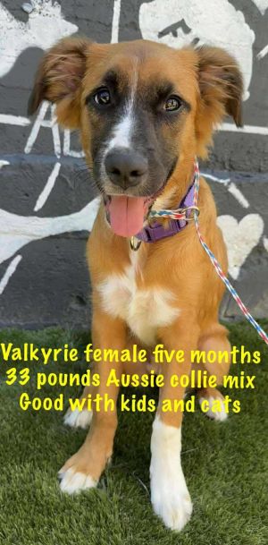 VALKYRIE