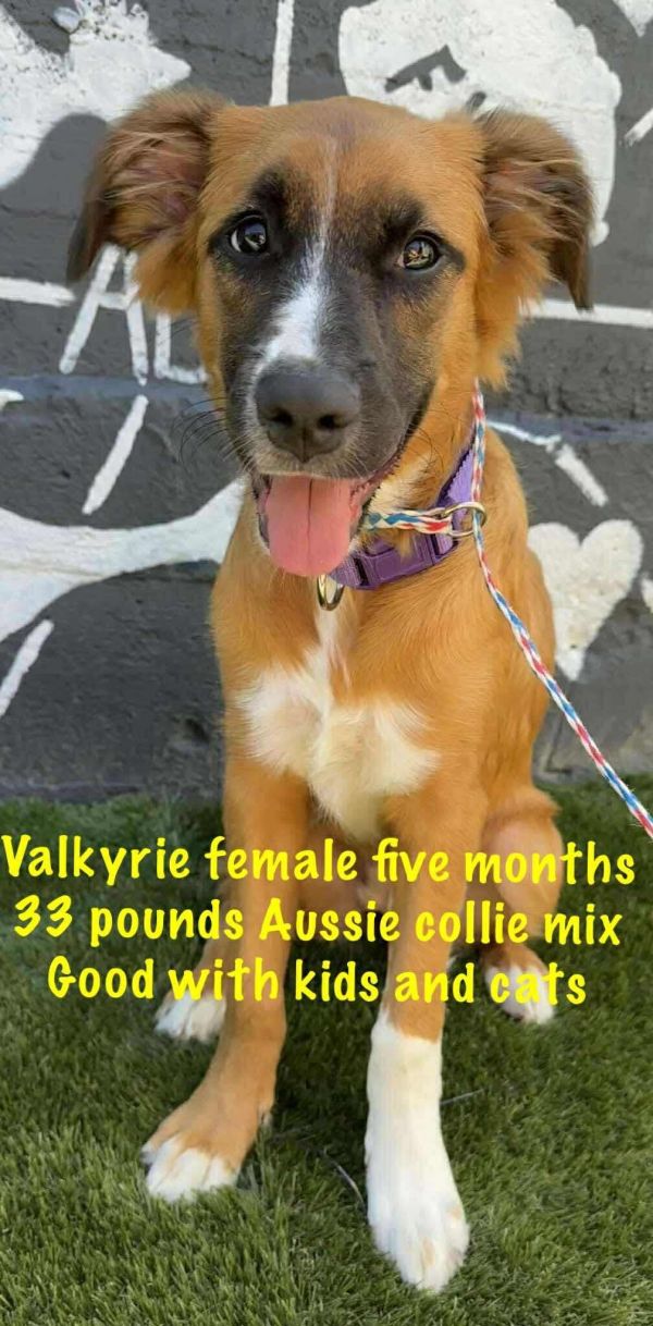 VALKYRIE