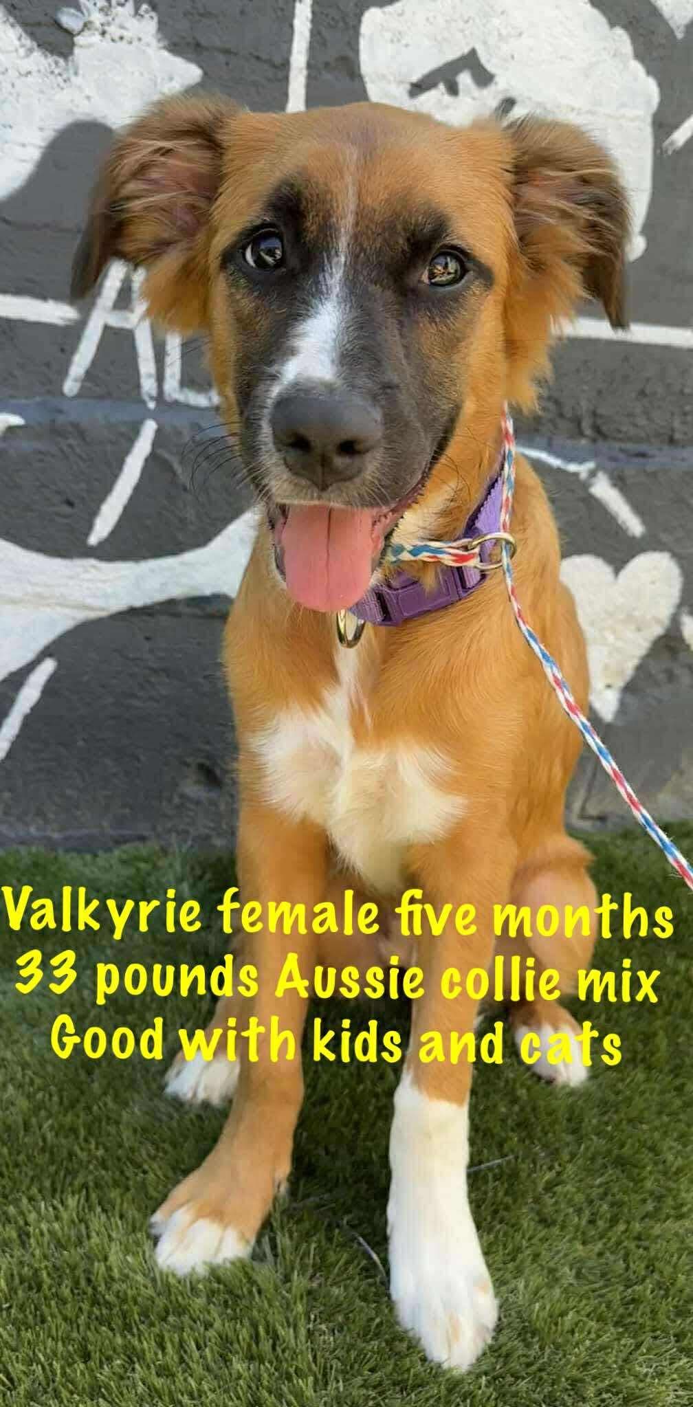 VALKYRIE