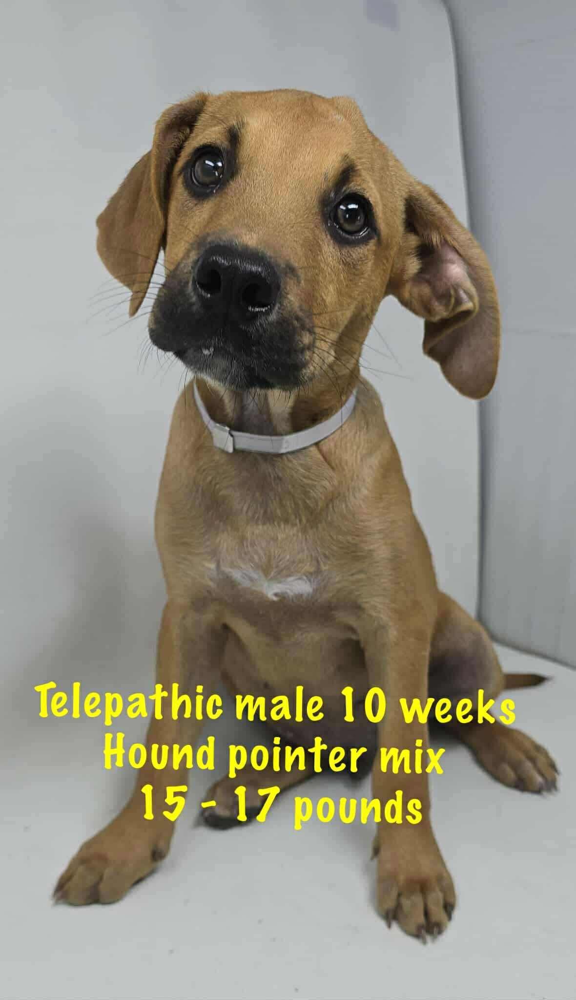 TELEPATHIC