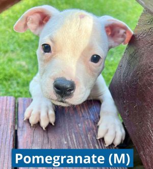 POMEGRANATE