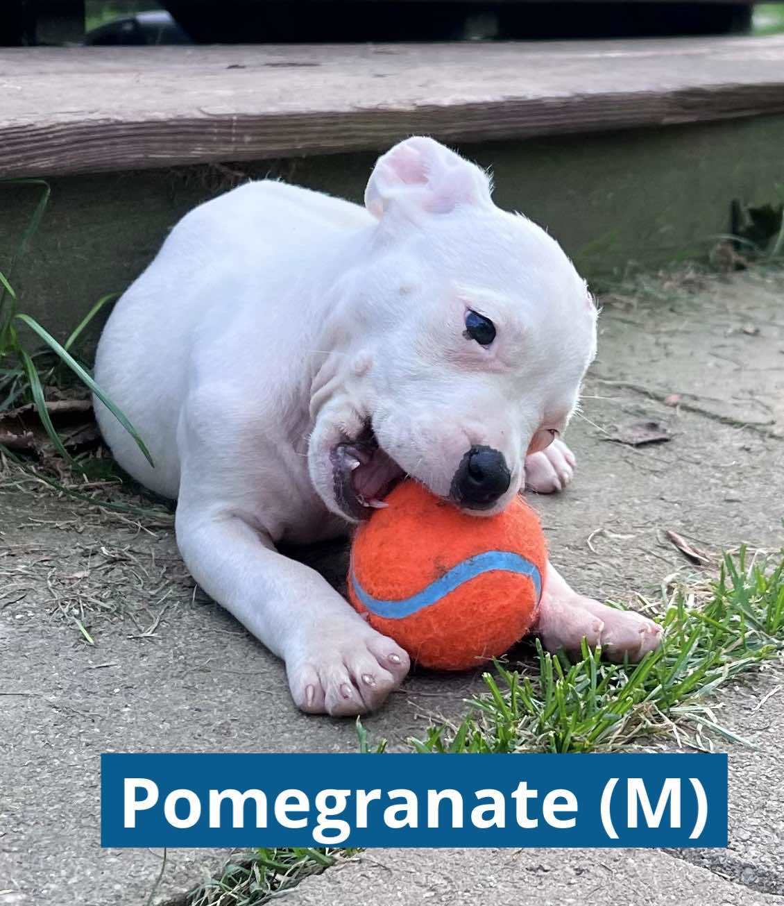 POMEGRANATE