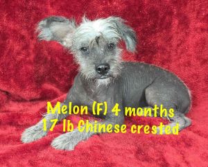 MELON