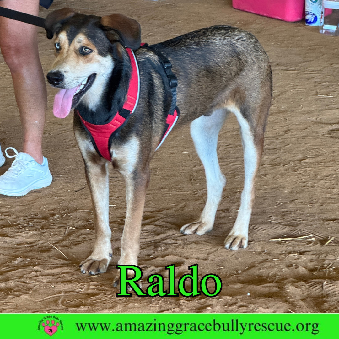 Raldo