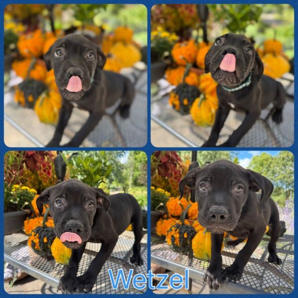 Wetzel