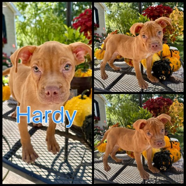 Hardy
