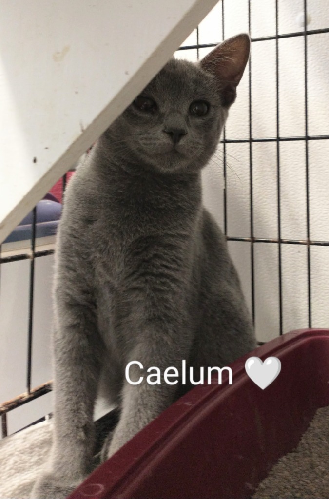 Caelum
