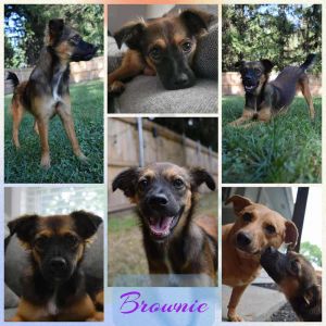 Brownie