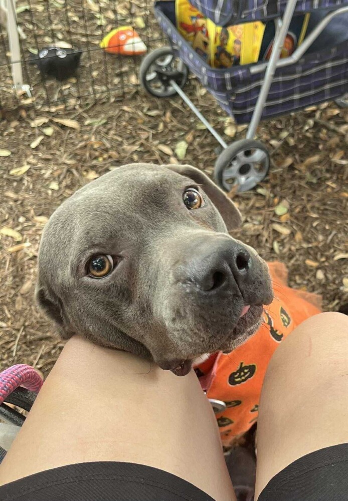 Lollipop, an adoptable Pit Bull Terrier in Halifax, NS, B3J 3A5 | Photo Image 1
